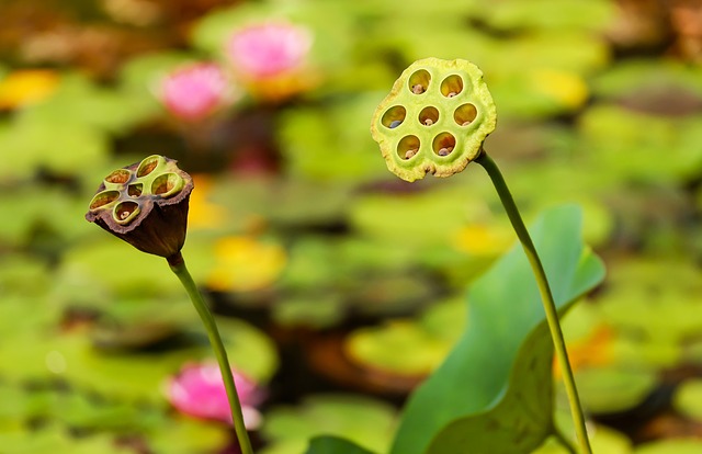 lotus-flower-1629225_640