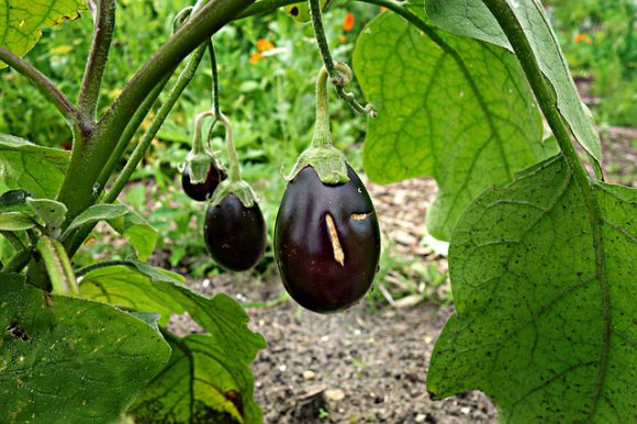 eggplant-1491949_640